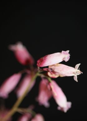 Dicentra flowering macro