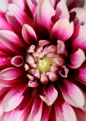 Dahlia flowering close up