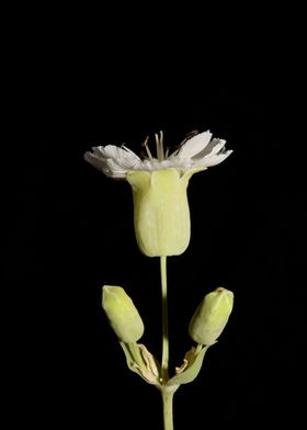 Silene flower blossoming