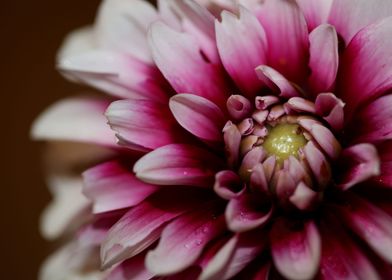 Dahlia flowering close up