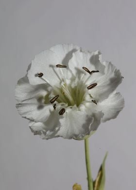 White Silene flower macro