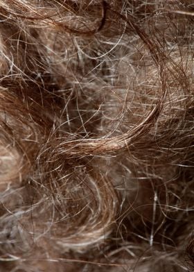 Brown curly hairs macro