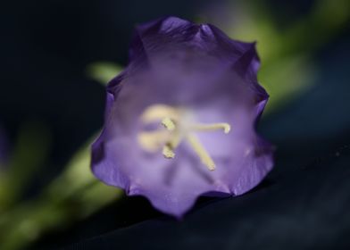 Campanula flower blossom