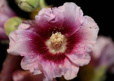 Purple wild Alcea flower