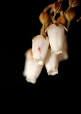 Pieris japonica flowering