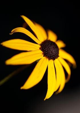 Rudbeckia flowering macro