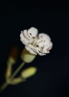 Silene flowering close up