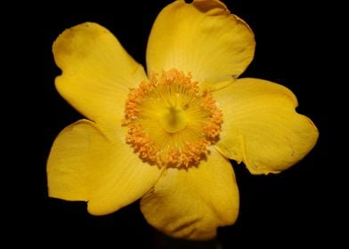 Hypericum flower close up