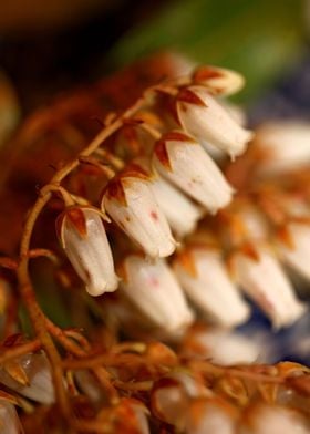 White Pieris flower macro