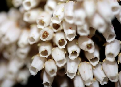 Pieris flowering macro