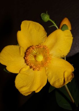 Hypericum flower close up