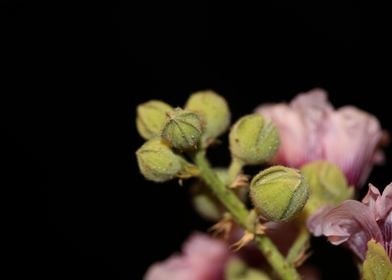 Alcea rosea flower macro