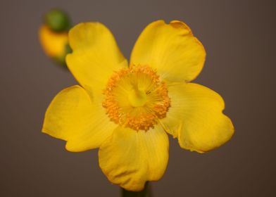 Hypericum yellow flowering