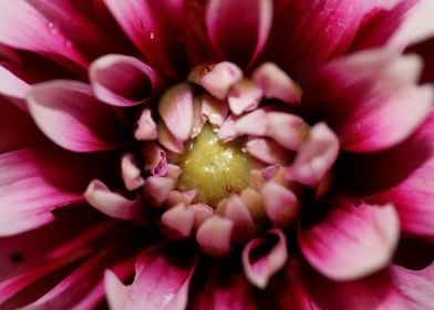 Dahlia flowering close up