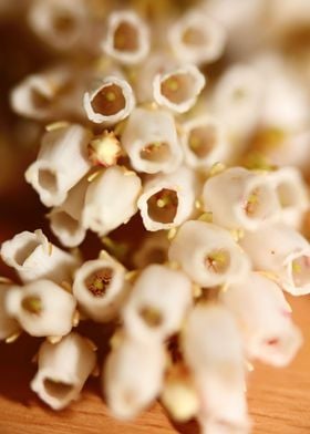 Pieris flowering macro