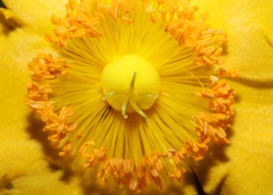 Hypericum flower close up