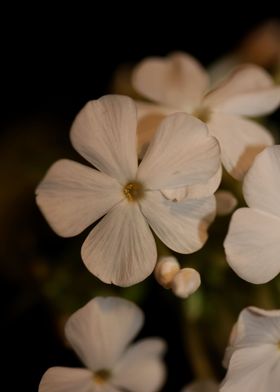 Phlox paniculata flowering