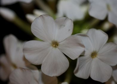 Phlox paniculata flowering