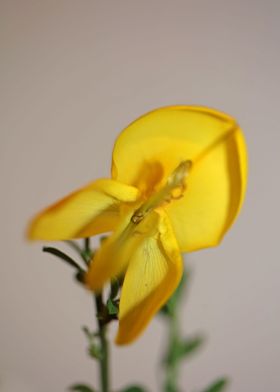 Yellow Spartium flowering