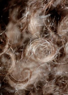 Lagotto hairs close up 