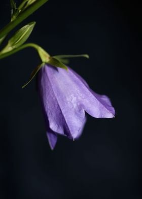 Purple Campanula flowering