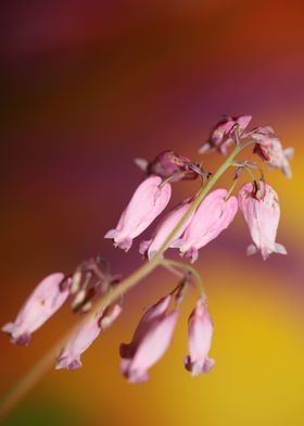 Dicentra formosa flowering