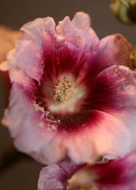 Purple Alcea flower macro