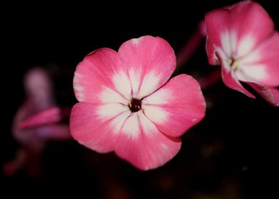 Phlox drummondii flowering