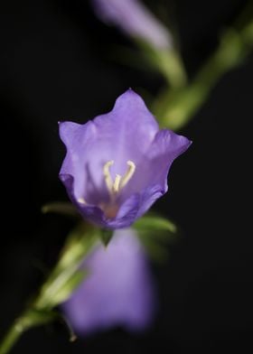 Flower close up Campanula