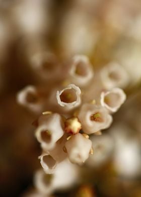 White Pieris flower macro