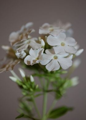 White Phlox flower blossom