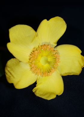 Hypericum flower close up