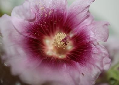 Purple Alcea flower macro