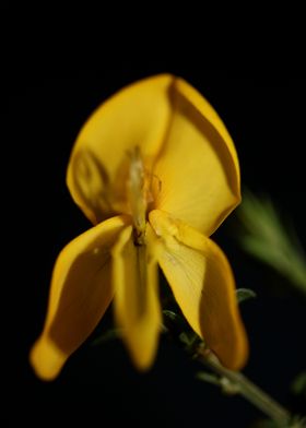 Flower blossoming close up