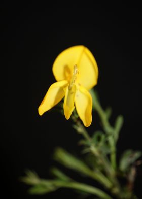 Flower blossoming close up