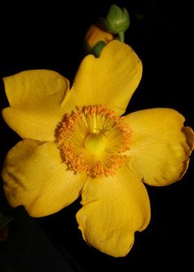 Hypericum flower blossom