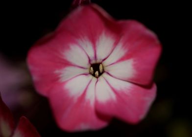 Phlox drummondii flowering