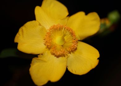 Hypericum yellow flowering