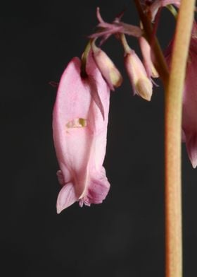 Dicentra flower close up