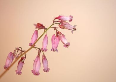 Dicentra formosa flowering