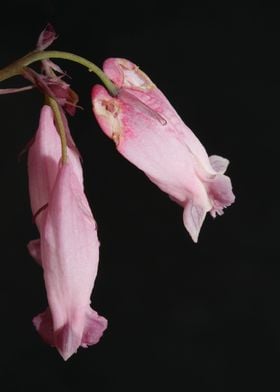 Dicentra flowering macro