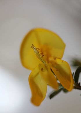 Yellow Spartium flowering