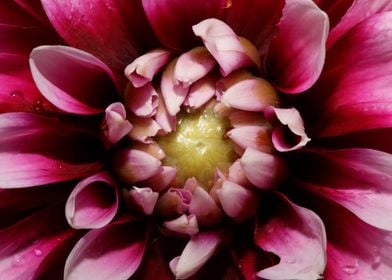 Dahlia flowering close up