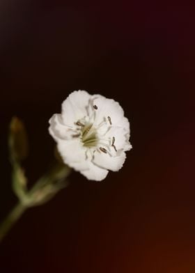 Silene flowering close up