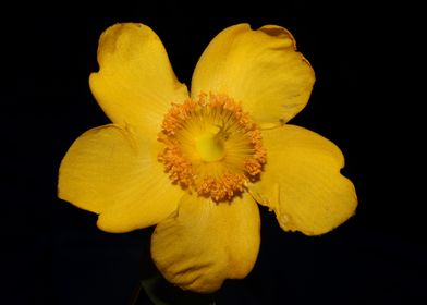 Hypericum flower close up