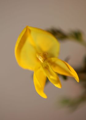 Spartium flower blossoming