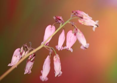 Dicentra flower close up