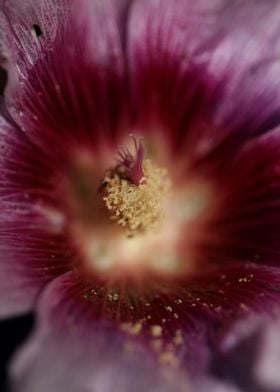 Purple wild Alcea flower