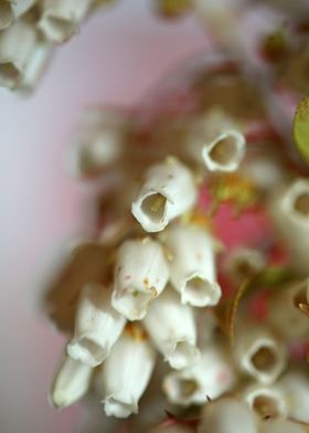 White Pieris flower macro