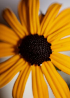 Yellow Rudbeckia flowering